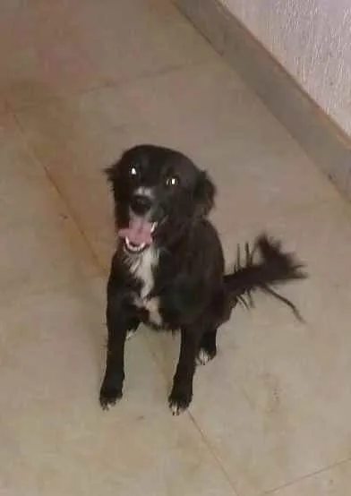 Cachorro ra a SRD idade 2 anos nome Neguinha 