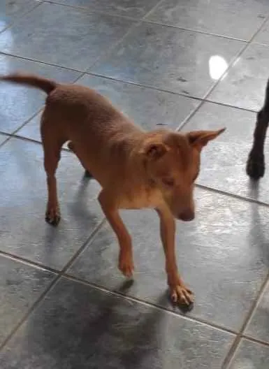 Cachorro ra a SRD idade 2 anos nome Costela