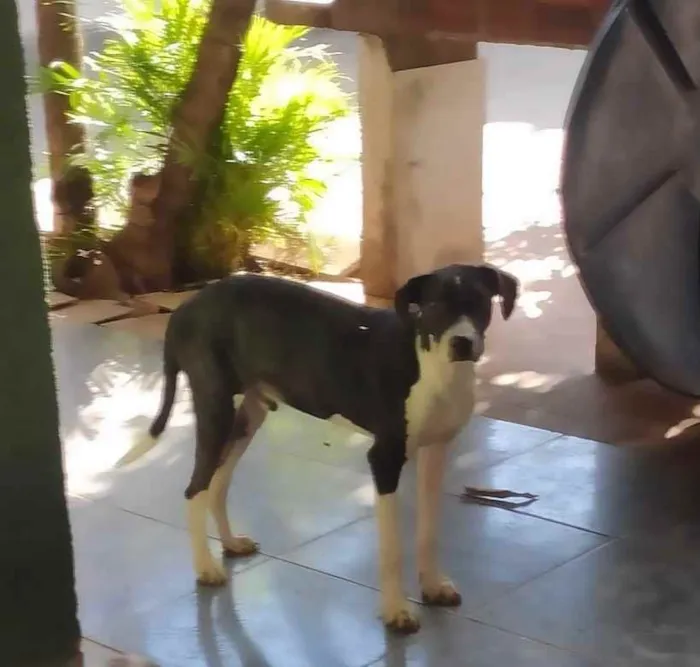Cachorro ra a SRD idade 3 anos nome Filhote