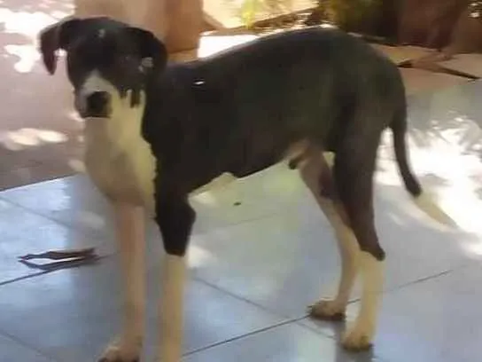 Cachorro ra a SRD idade 3 anos nome Filhote