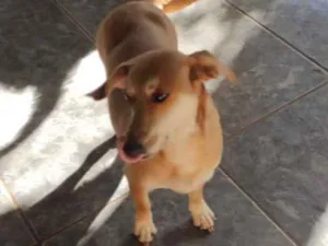 Cachorro raça SRD idade 2 anos nome Costela