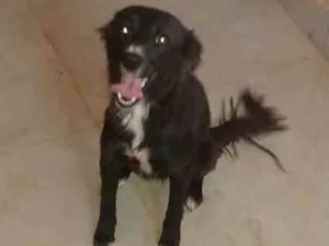 Cachorro raça SRD idade 2 anos nome Neguinha 