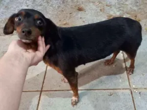 Cachorro raça indefinida idade  nome Neguinha