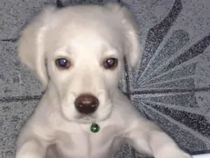 Cachorro raça SRD-ViraLata idade 2 a 6 meses nome Morfeu (Fefeu)