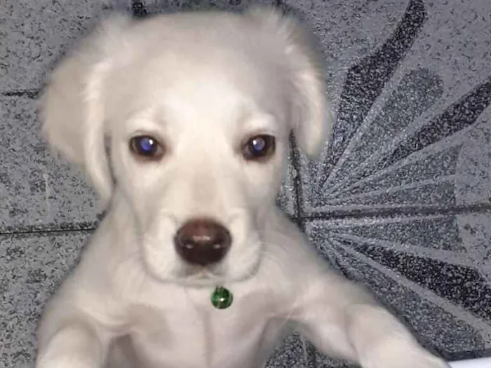 Cachorro ra a SRD-ViraLata idade 2 a 6 meses nome Morfeu (Fefeu)