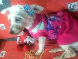 Cachorro raça  idade 2 anos nome Xuxa 
