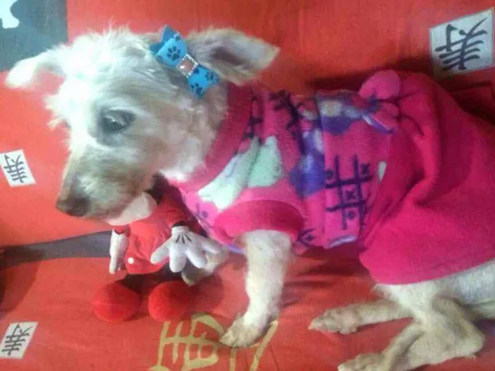 Cachorro ra a  idade 2 anos nome Xuxa 