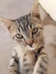 Tom