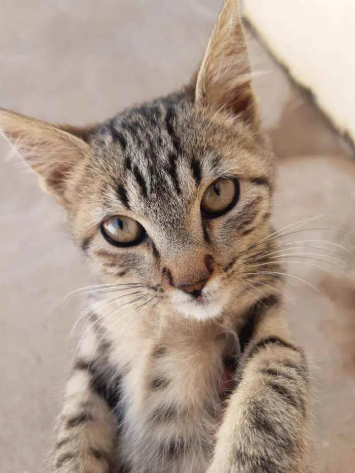 Gato raça Comum idade 2 a 6 meses nome Tom