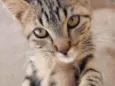 Tom