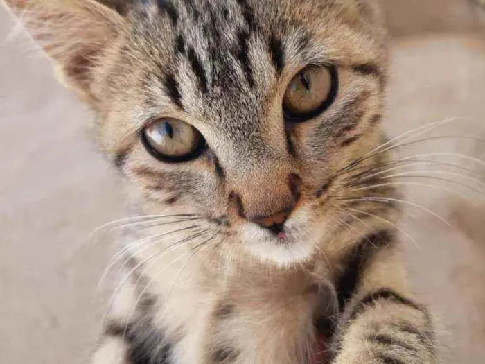 Gato raça Comum idade 2 a 6 meses nome Tom