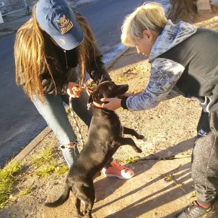 Cachorro ra a SRD-ViraLata idade 1 ano nome Cookie