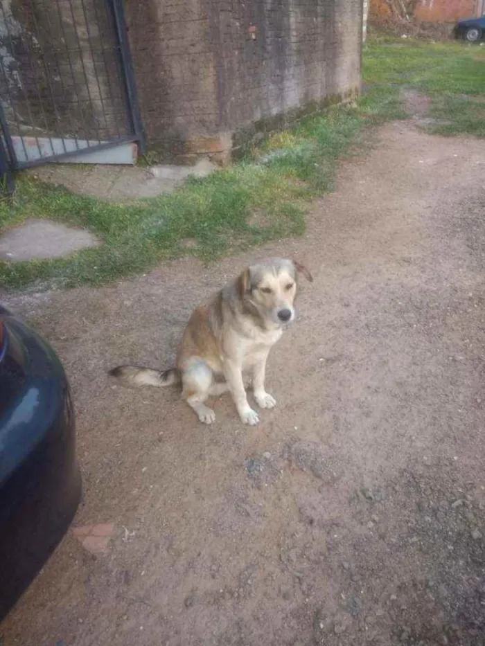 Cachorro ra a Canino idade 2 anos nome Baraõ