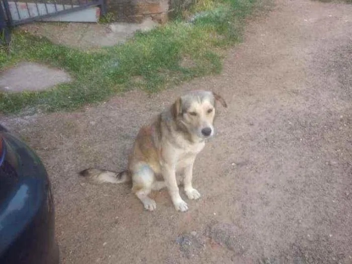 Cachorro ra a Canino idade 2 anos nome Baraõ