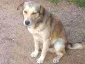 Cachorro raça Canino idade 2 anos nome Baraõ