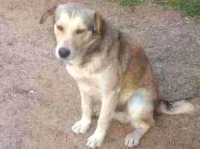 Cachorro ra a Canino idade 2 anos nome Baraõ