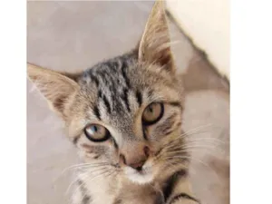 Gato raça Comum idade 2 a 6 meses nome Tom