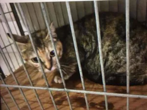 Gato raça Felino idade 7 a 11 meses nome Fofinha