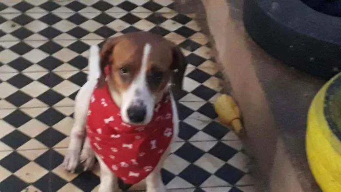 Cachorro ra a SRD idade 1 ano nome Pedro