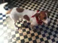 Pedro