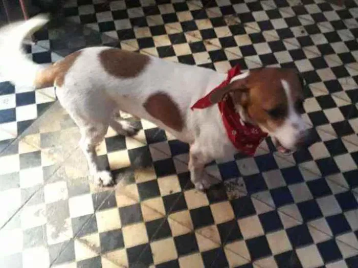 Cachorro ra a SRD idade 1 ano nome Pedro