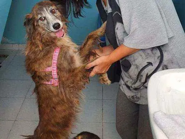 Cachorro raça SRD idade 3 anos nome Minnie