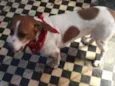 Pedro