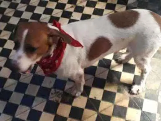 Cachorro ra a SRD idade 1 ano nome Pedro