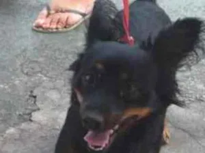 Cachorro raça SRD idade 1 ano nome Bob