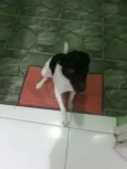 Lilica