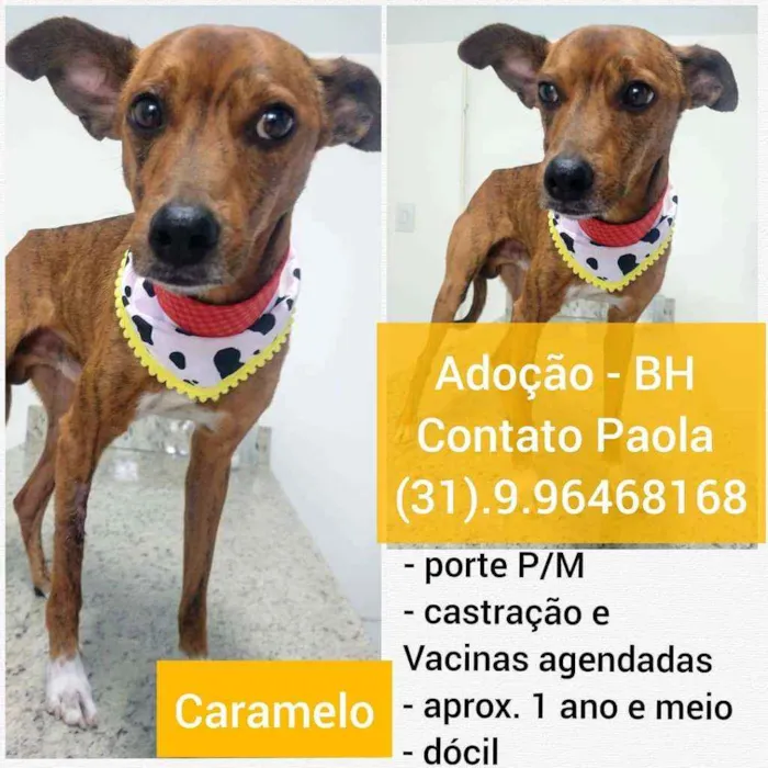 Cachorro raça SRD idade 1 ano nome Caramelo