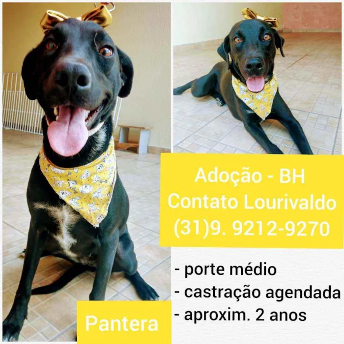 Cachorro raça SRD idade 2 anos nome Pantera 