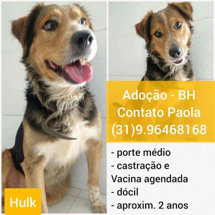 Cachorro raça SRD idade 2 anos nome Hulk
