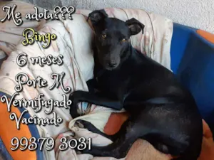 Cachorro raça SRD idade 7 a 11 meses nome Bingo