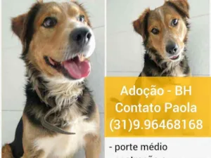 Cachorro raça SRD idade 2 anos nome Hulk