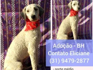 Cachorro raça SRD idade 2 anos nome Maike