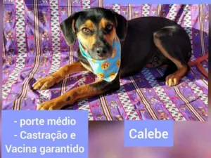 Cachorro raça SRD idade  nome Calebe 