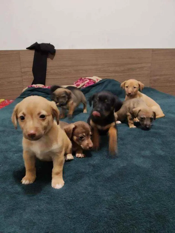 Cachorro ra a Basset com vira lata idade Abaixo de 2 meses nome Sem nomes