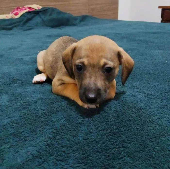 Cachorro ra a Basset com vira lata idade Abaixo de 2 meses nome Sem nomes