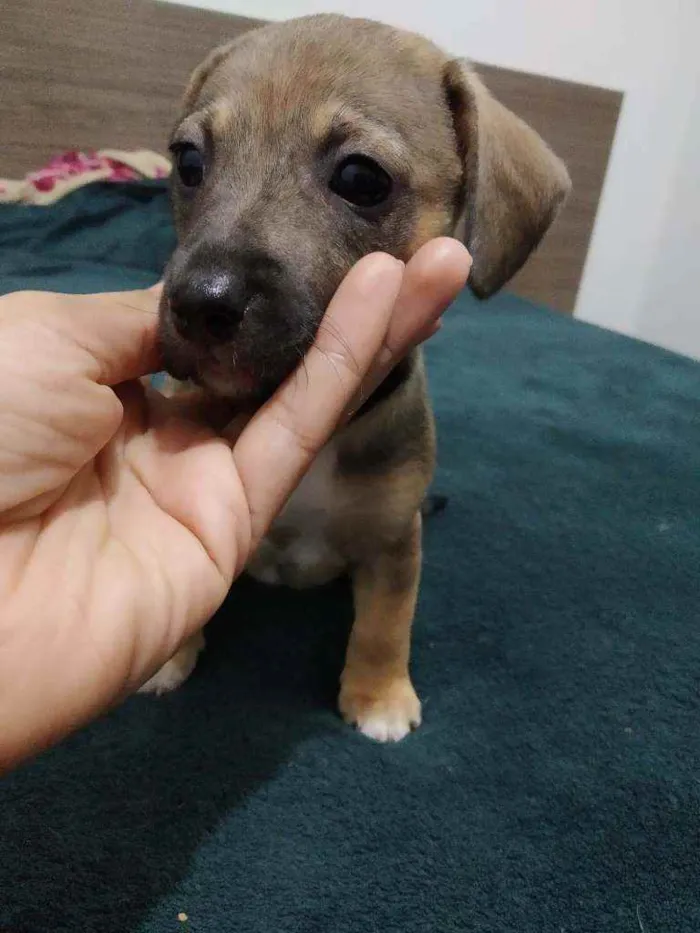 Cachorro ra a Basset com vira lata idade Abaixo de 2 meses nome Sem nomes