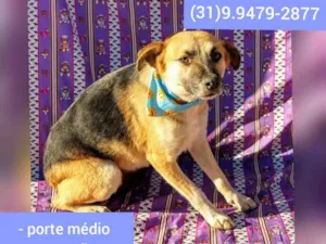 Cachorro raça SRD idade  nome Valentin