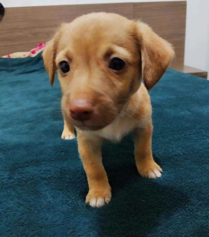 Cachorro ra a Basset com vira lata idade Abaixo de 2 meses nome Sem nomes