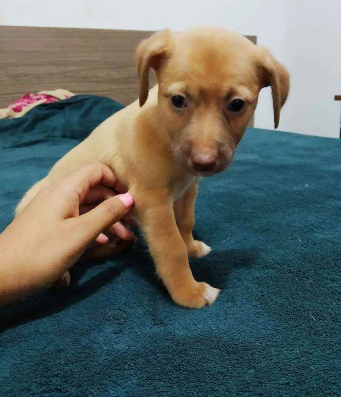 Cachorro ra a Basset com vira lata idade Abaixo de 2 meses nome Sem nomes