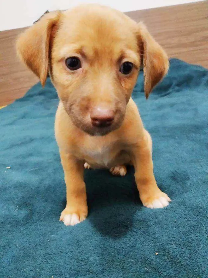 Cachorro ra a Basset com vira lata idade Abaixo de 2 meses nome Sem nomes