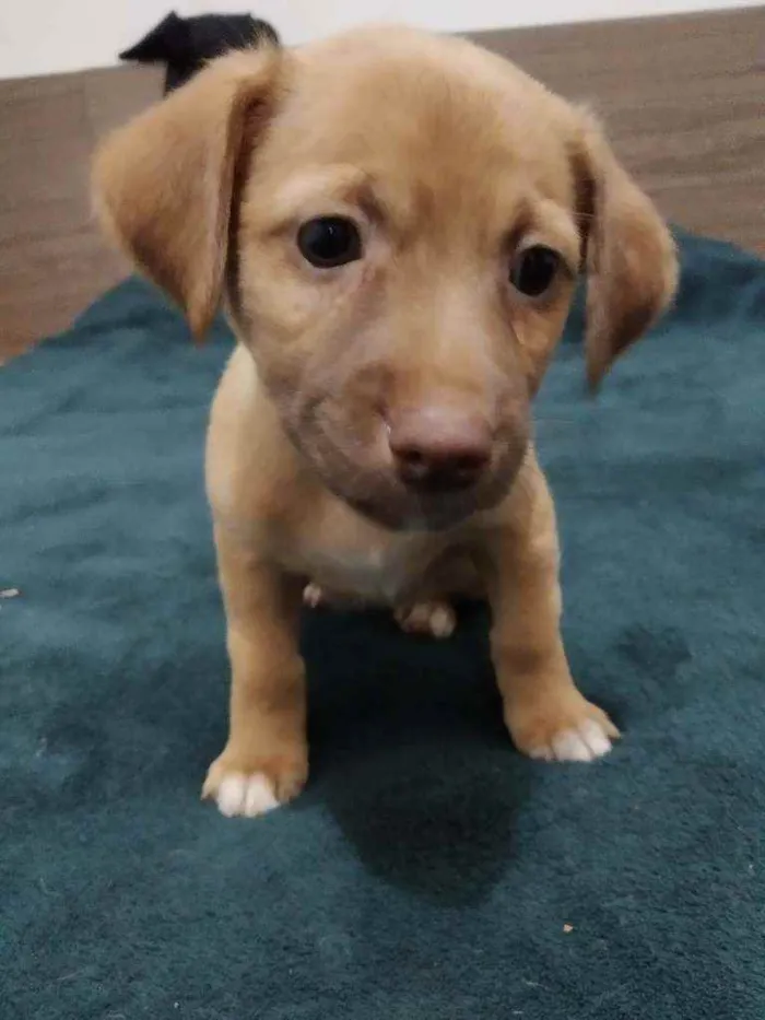 Cachorro ra a Basset com vira lata idade Abaixo de 2 meses nome Sem nomes