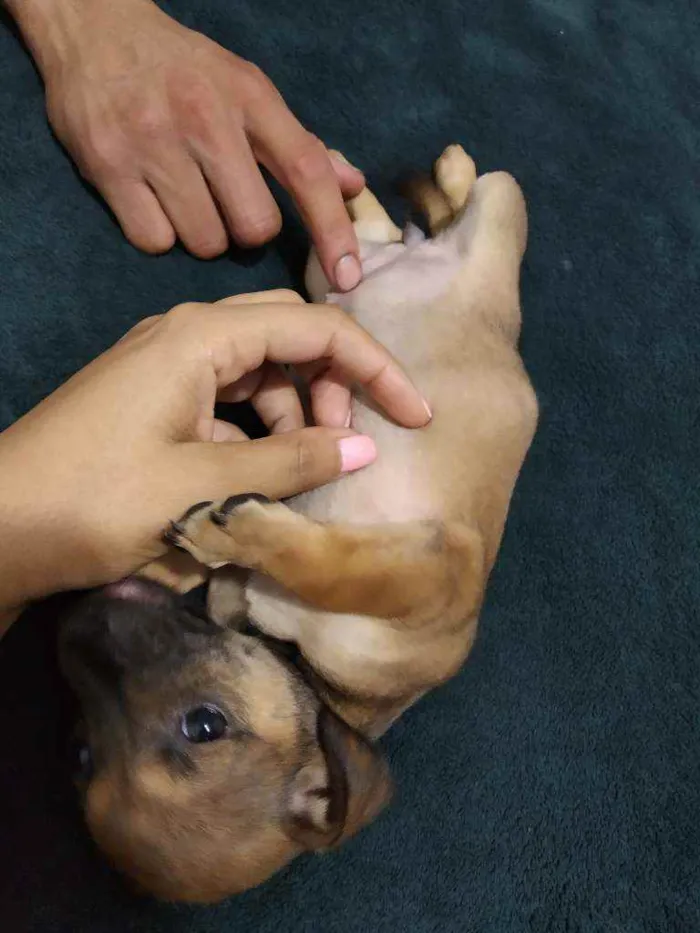 Cachorro ra a Basset com vira lata idade Abaixo de 2 meses nome Sem nomes