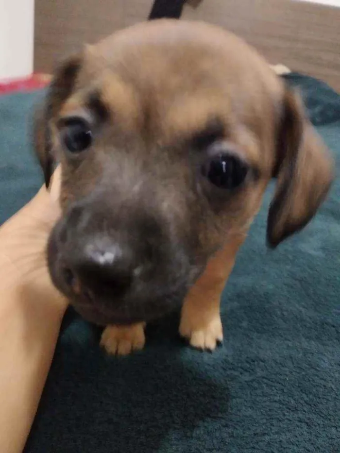 Cachorro ra a Basset com vira lata idade Abaixo de 2 meses nome Sem nomes