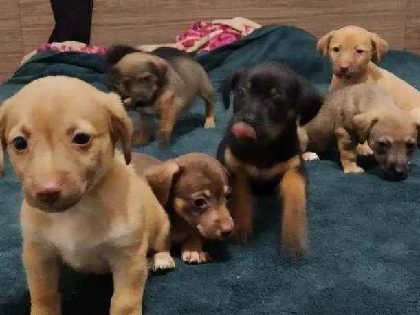 Cachorro ra a Basset com vira lata idade Abaixo de 2 meses nome Sem nomes