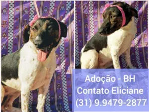 Cachorro raça SRD idade 2 anos nome July