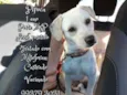 Pipoca